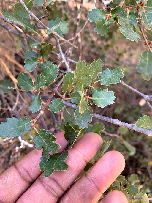 Image of hybrid oak