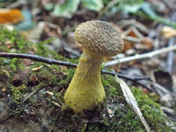 Image of Armillaria cepistipes Velen. 1920