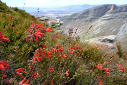 Image of Erica tumida var. tumida