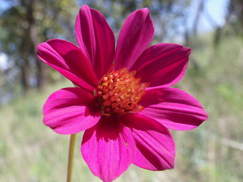 Image of Cosmos ramirezianus Art. Castro, Harker & Aarón Rodr.