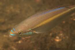 Image of Blue-faced whiptail