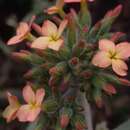 Kalanchoe velutina Welw. ex Britten resmi