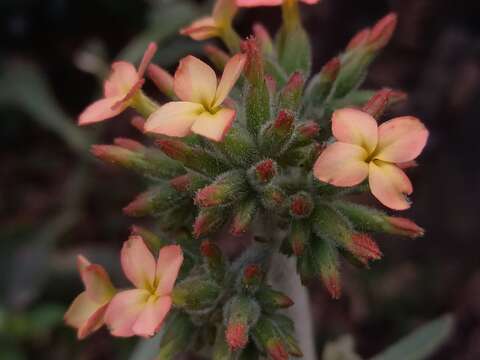 Kalanchoe velutina Welw. ex Britten resmi