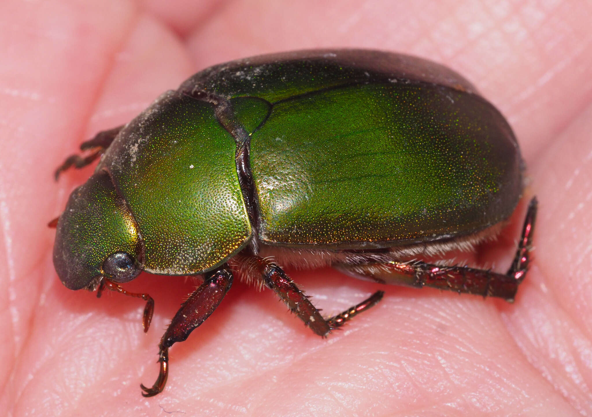 Image of Anoplognathus punctulatus Olliff 1890