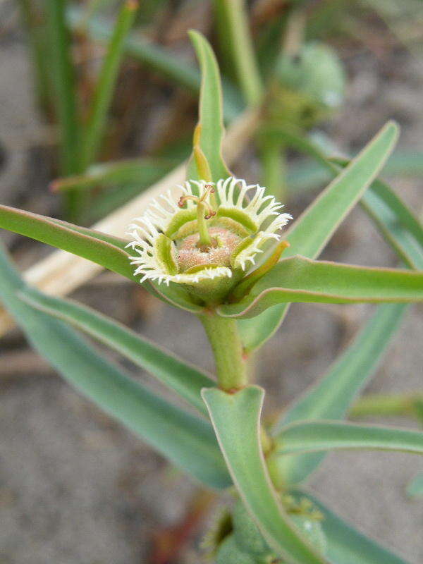 Image of <i>Euphorbia <i>trichadenia</i></i> var. trichadenia