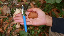 Image of Auricularia minor Kobayasi 1981