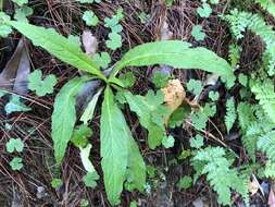 Image of Lobelia seguinii H. Lév. & Vaniot