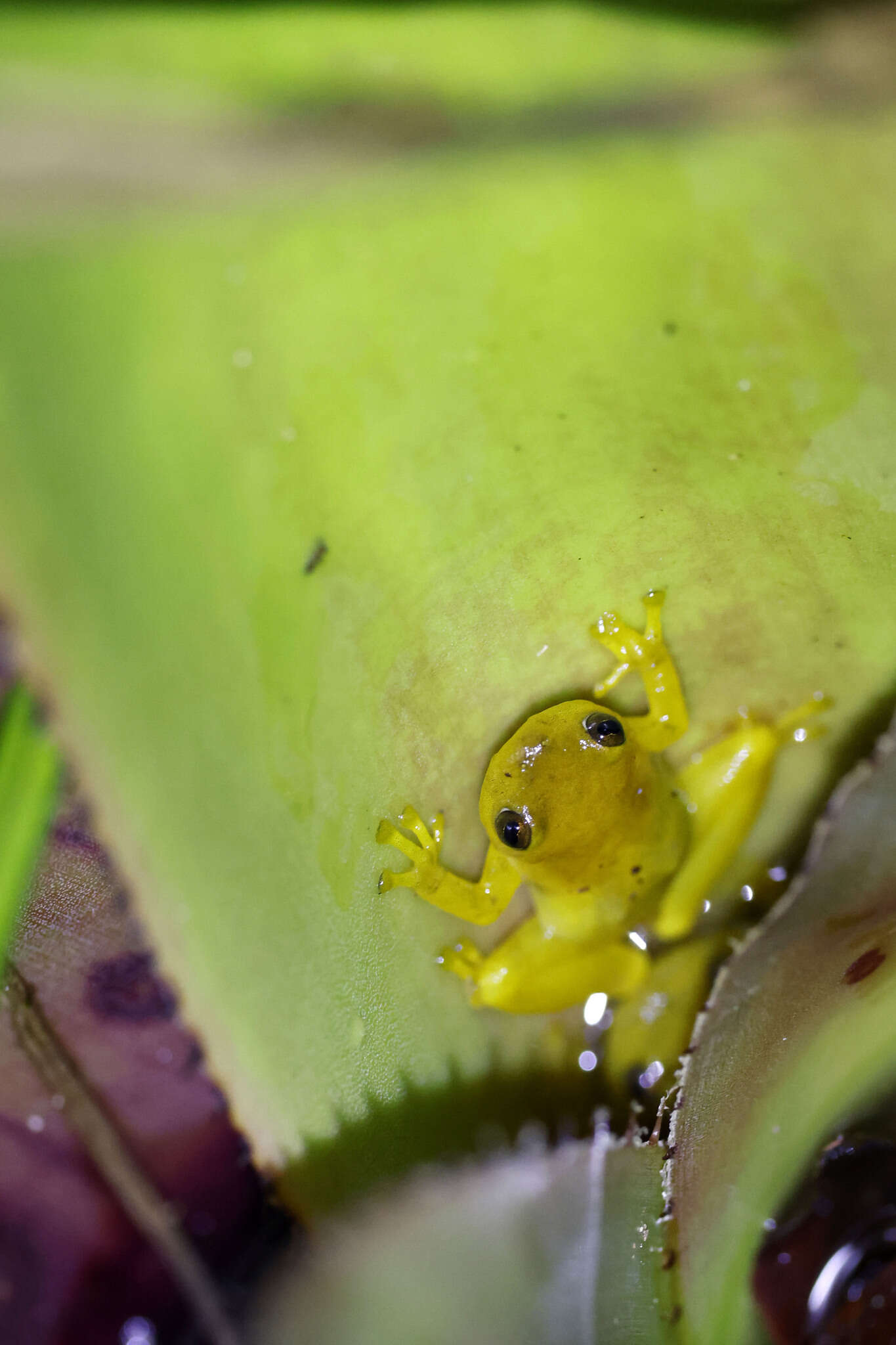 Image of Phyllodytes edelmoi Peixoto, Caramaschi & Freire 2003