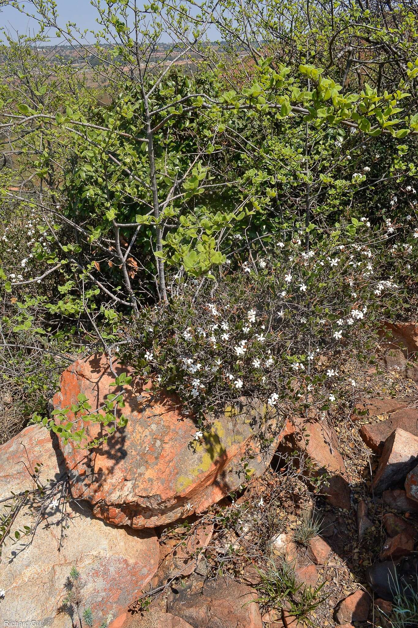 Image of Ancylobothrys capensis (Oliv.) Pichon