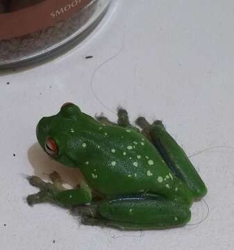 Image of Red-eyed Green Treefrog