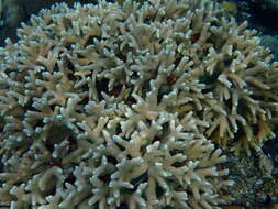 Image of Stony coral