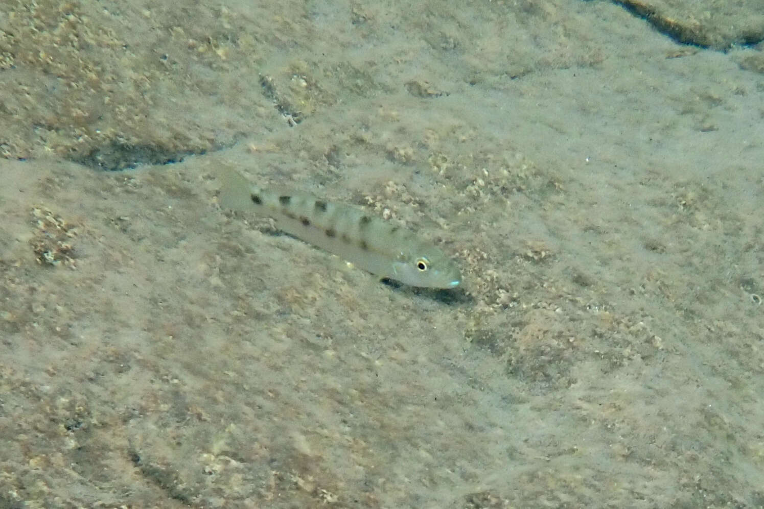 Image of Perissodus