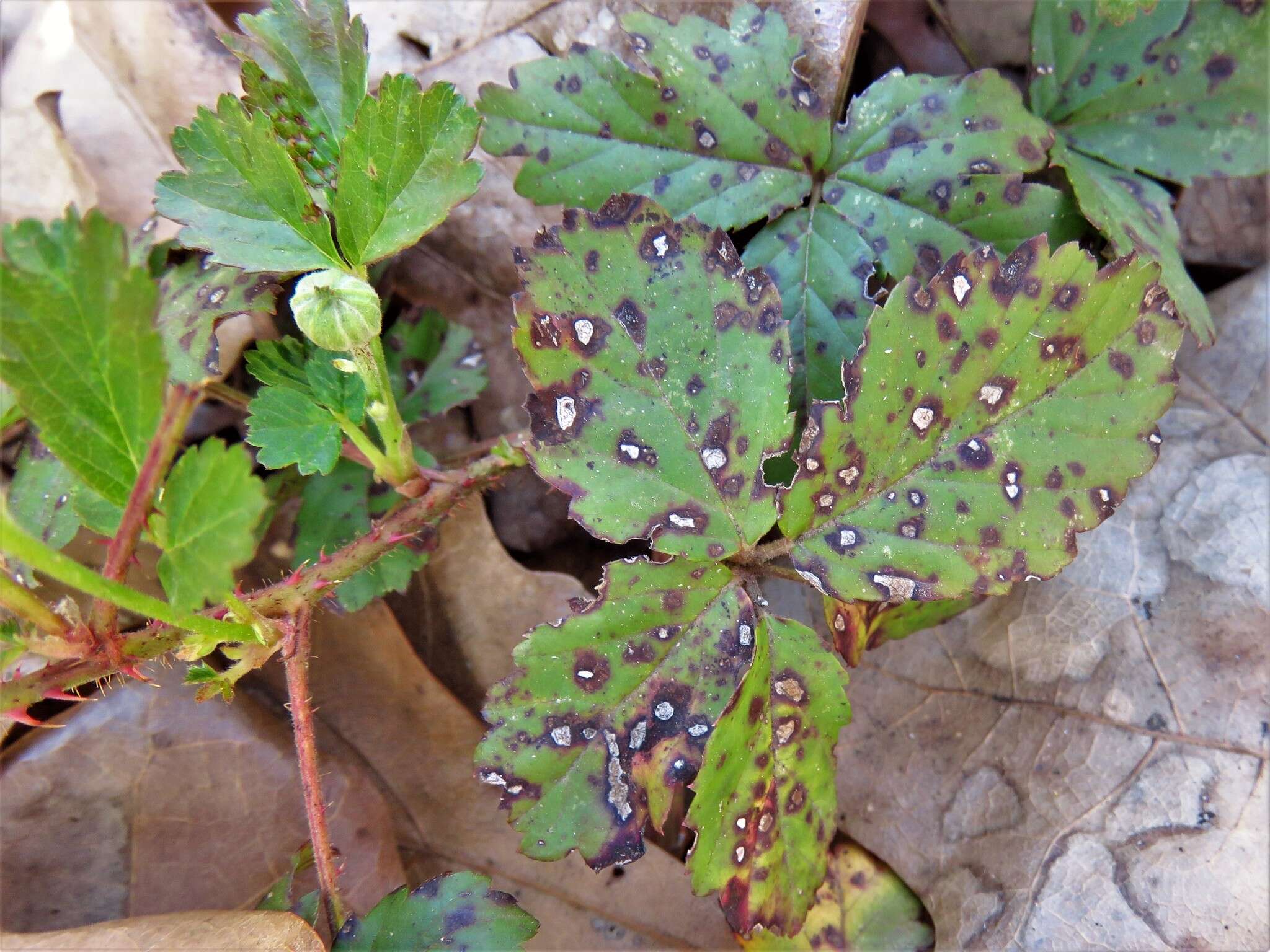 Image of Sphaerulina westendorpii (Westend.) Verkley, Quaedvl. & Crous 2013