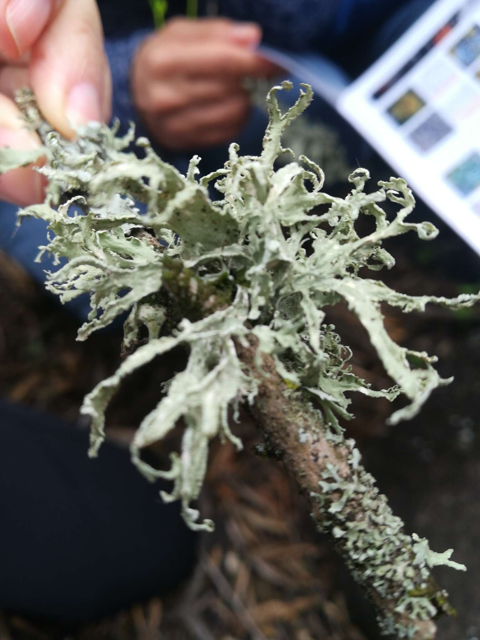 Image of Ramalina canariensis J. Steiner