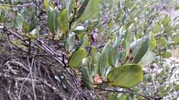 Ceanothus velutinus var. laevigatus Torr. & A. Gray resmi