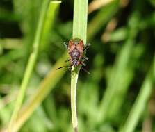 Image of Liorhyssus