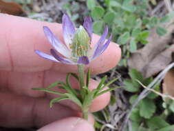 Anemone berlandieri Pritz. resmi