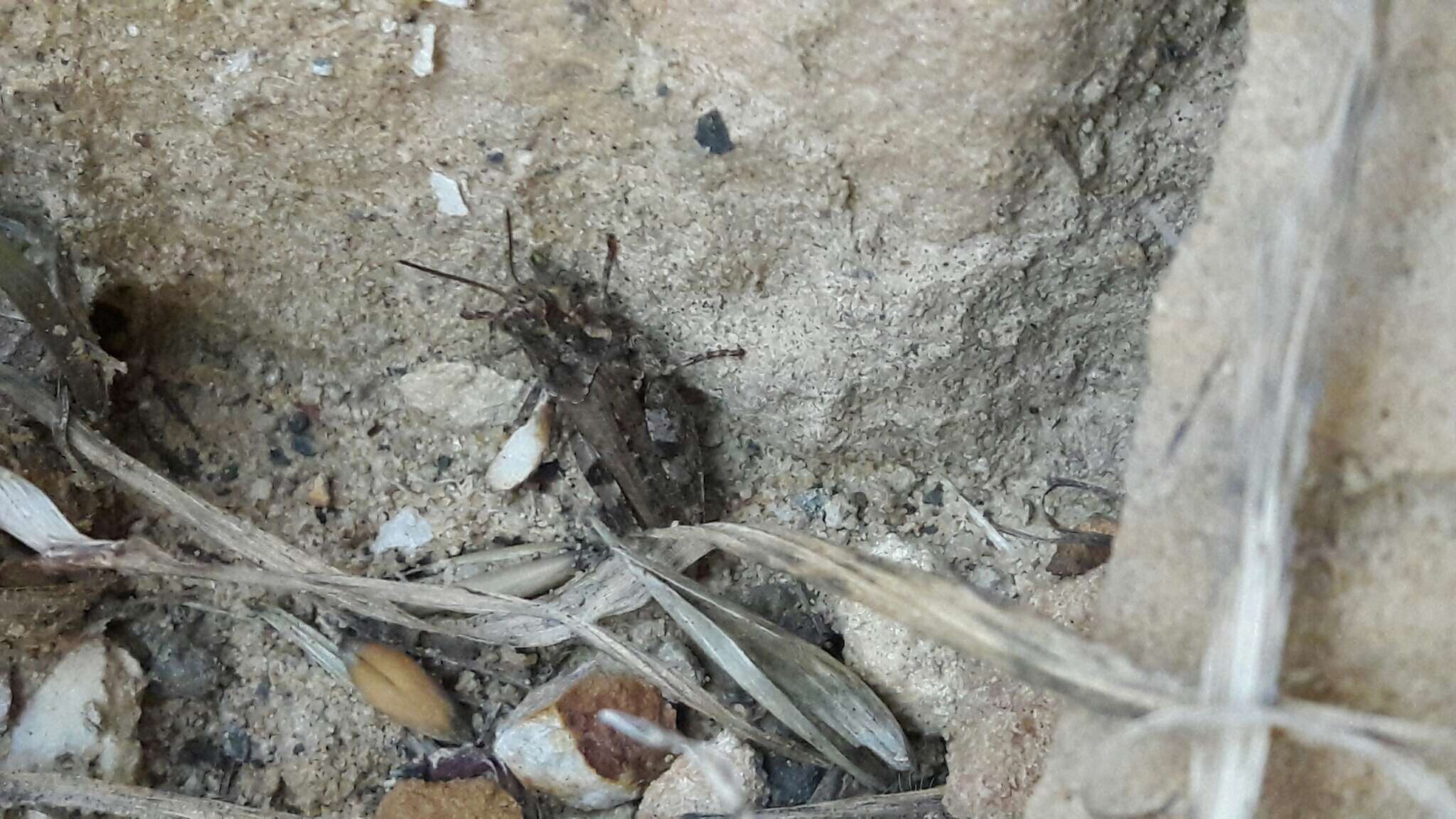 Baeacris bogotensis (Carbonell & Ronderos 1973) resmi