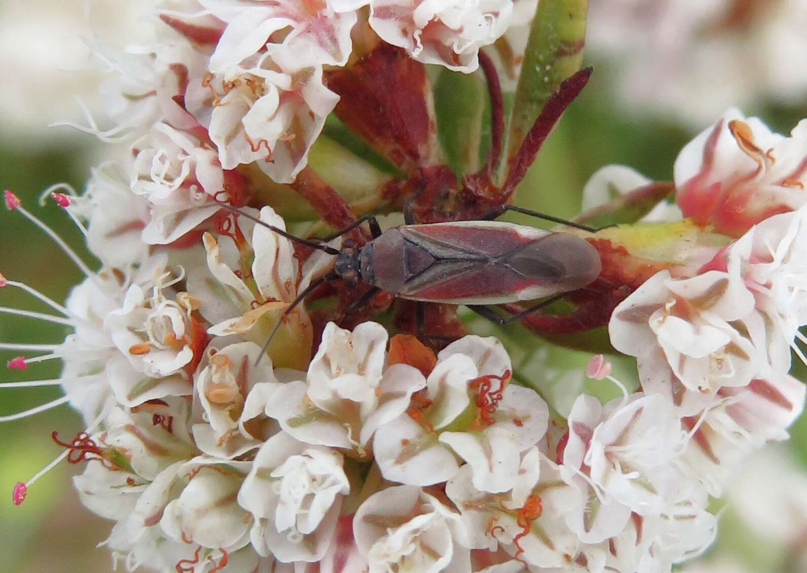 Lopidea marginata Uhler 1894 resmi