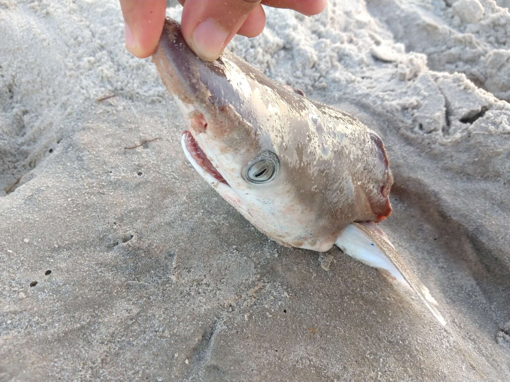 Image of Brazilian Sharpnose Shark