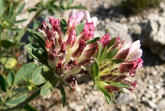 Image of Anthyllis vulneraria subsp. rubriflora (DC.) Arcang.