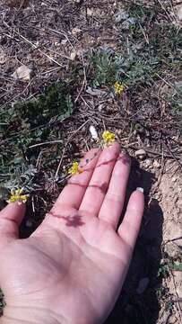 Image of Alyssum repens Baumg.