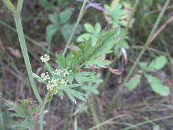 Imagem de Dichoropetalum carvifolia (Vill.) Pimenov & Kljuykov