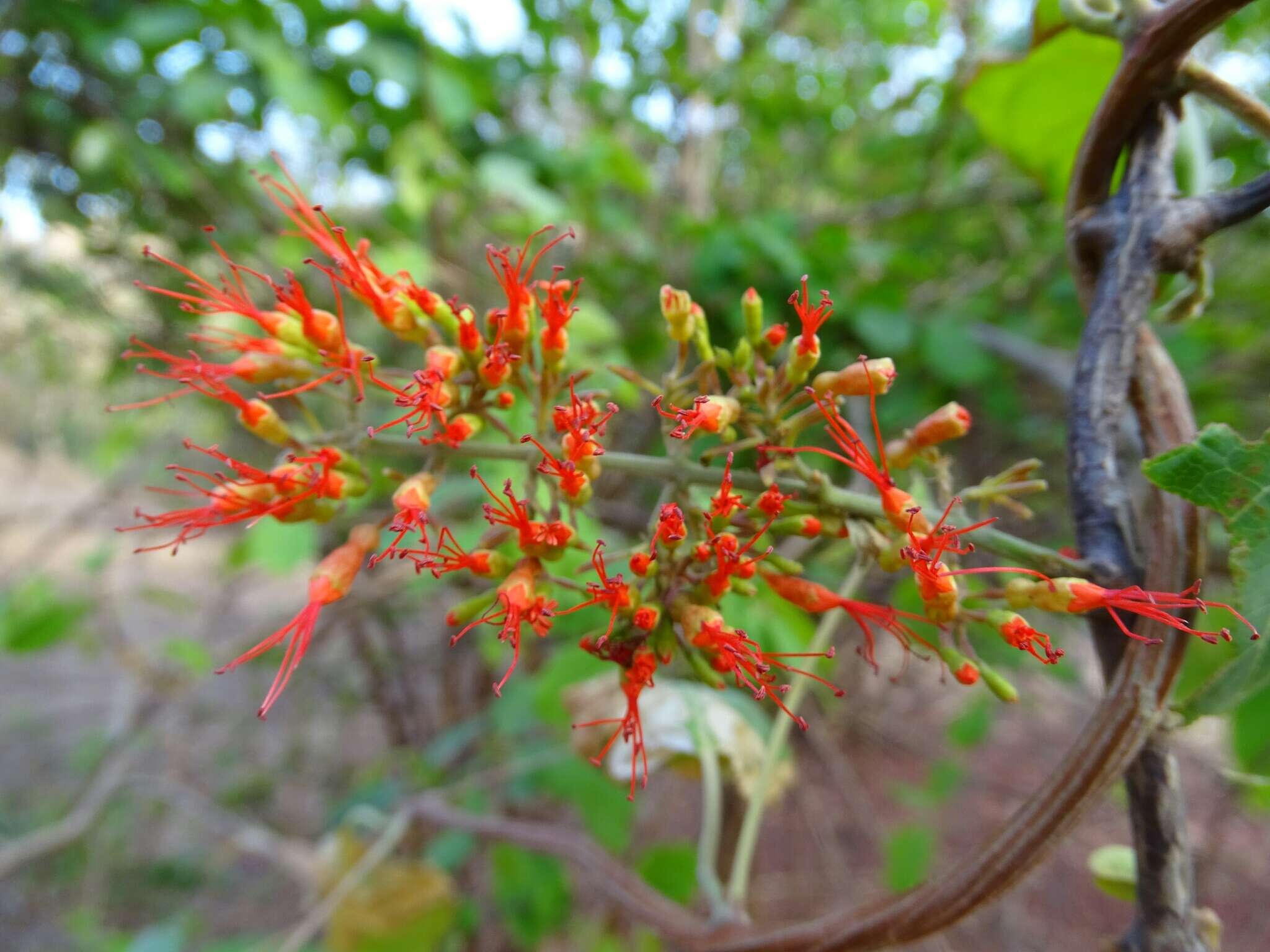 Image de Combretum paniculatum Vent.