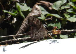 Image of Lasiophila orbifera Butler 1868