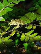 Image of Norton's Robber Frog