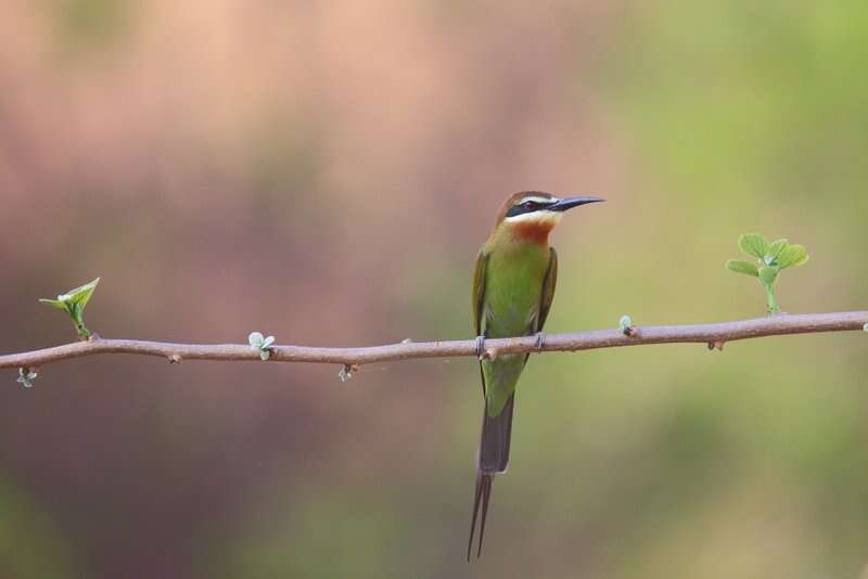 Image of Blue-cheeked Bee-eater