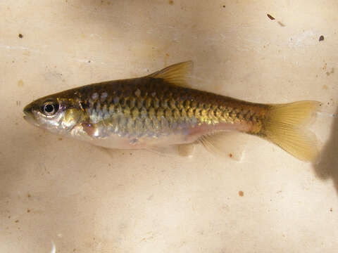 Image of Orange-fin barb