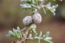 Image of bur-saltbush