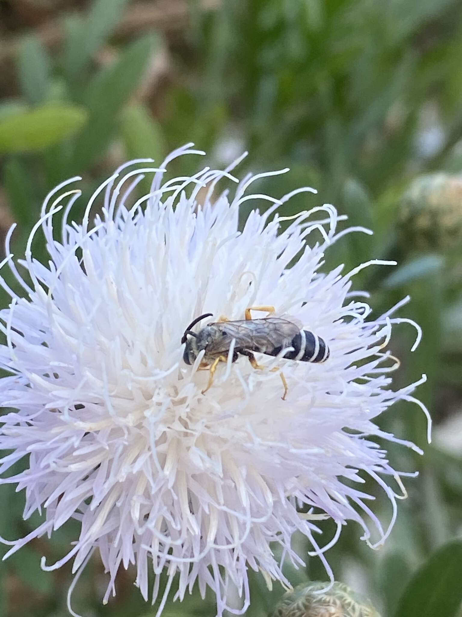 Sivun Halictus fulvipes (Klug 1817) kuva