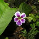 Image of Diastema urticifolium (Poepp.) Benth. ex Walp.