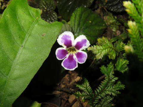 Imagem de Diastema urticifolium (Poepp.) Benth. ex Walp.