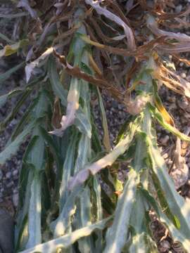 Image of white cudweed