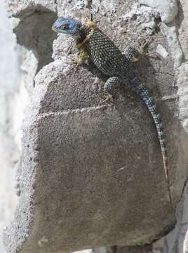 Image de Sceloporus aureolus Smith 1942