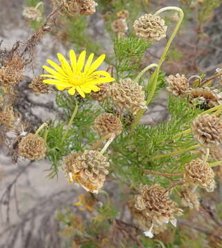 Image of Ursinia scariosa subsp. scariosa