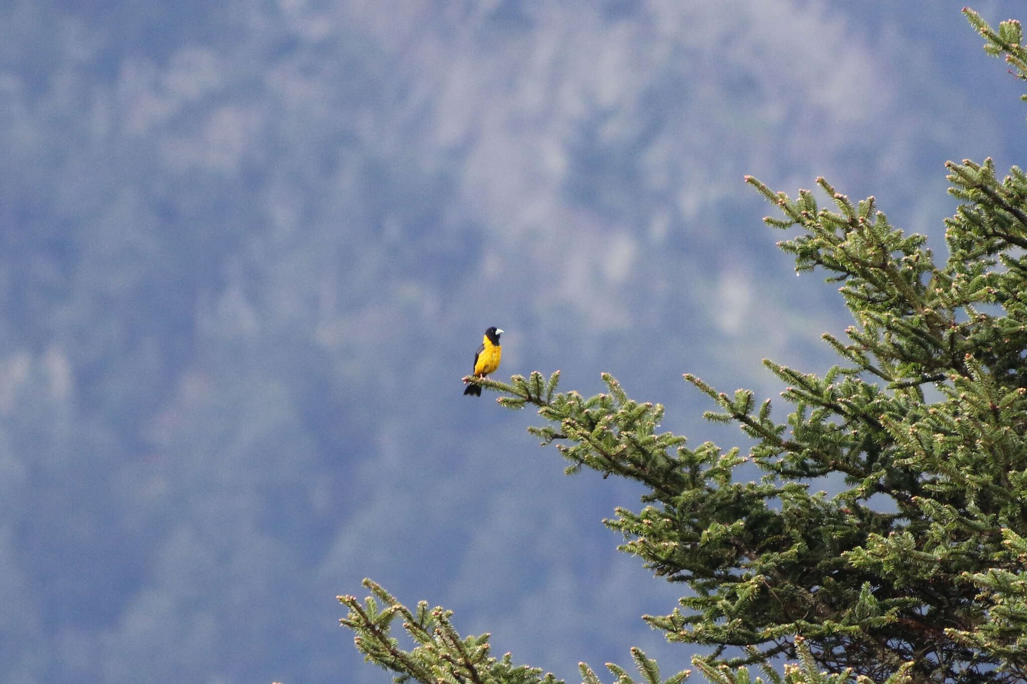 Image of Collared Grosbeak