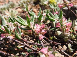 Image of Shasta knotweed