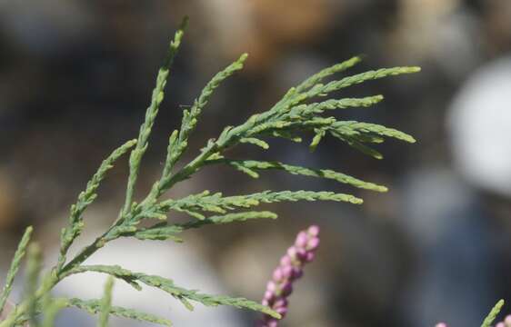 Image of smallflower tamarisk