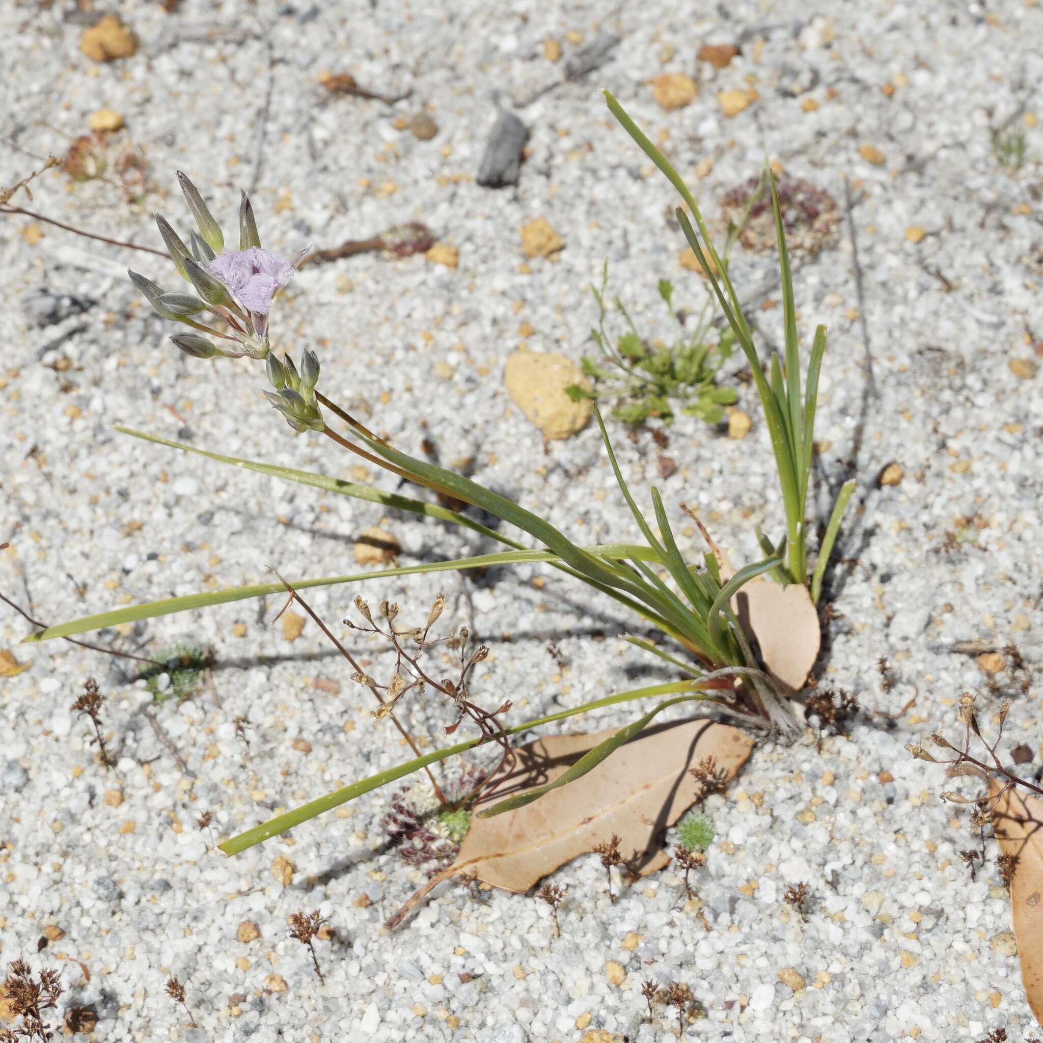 Слика од Thysanotus multiflorus R. Br.