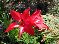 Imagem de Gladiolus sempervirens G. J. Lewis