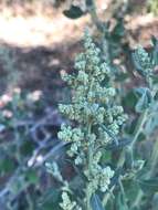 Image of pitseed goosefoot