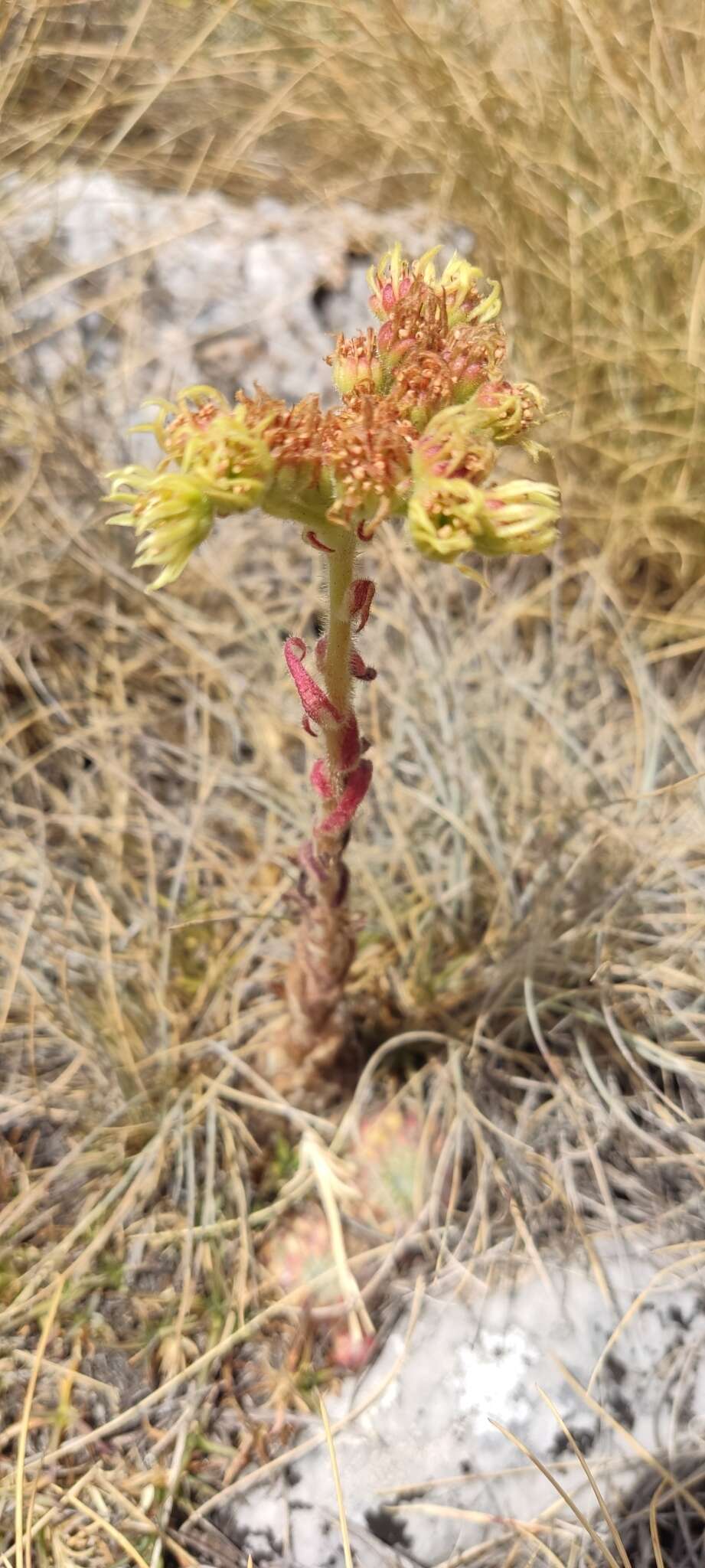 Image of Sempervivum ciliosum Craib