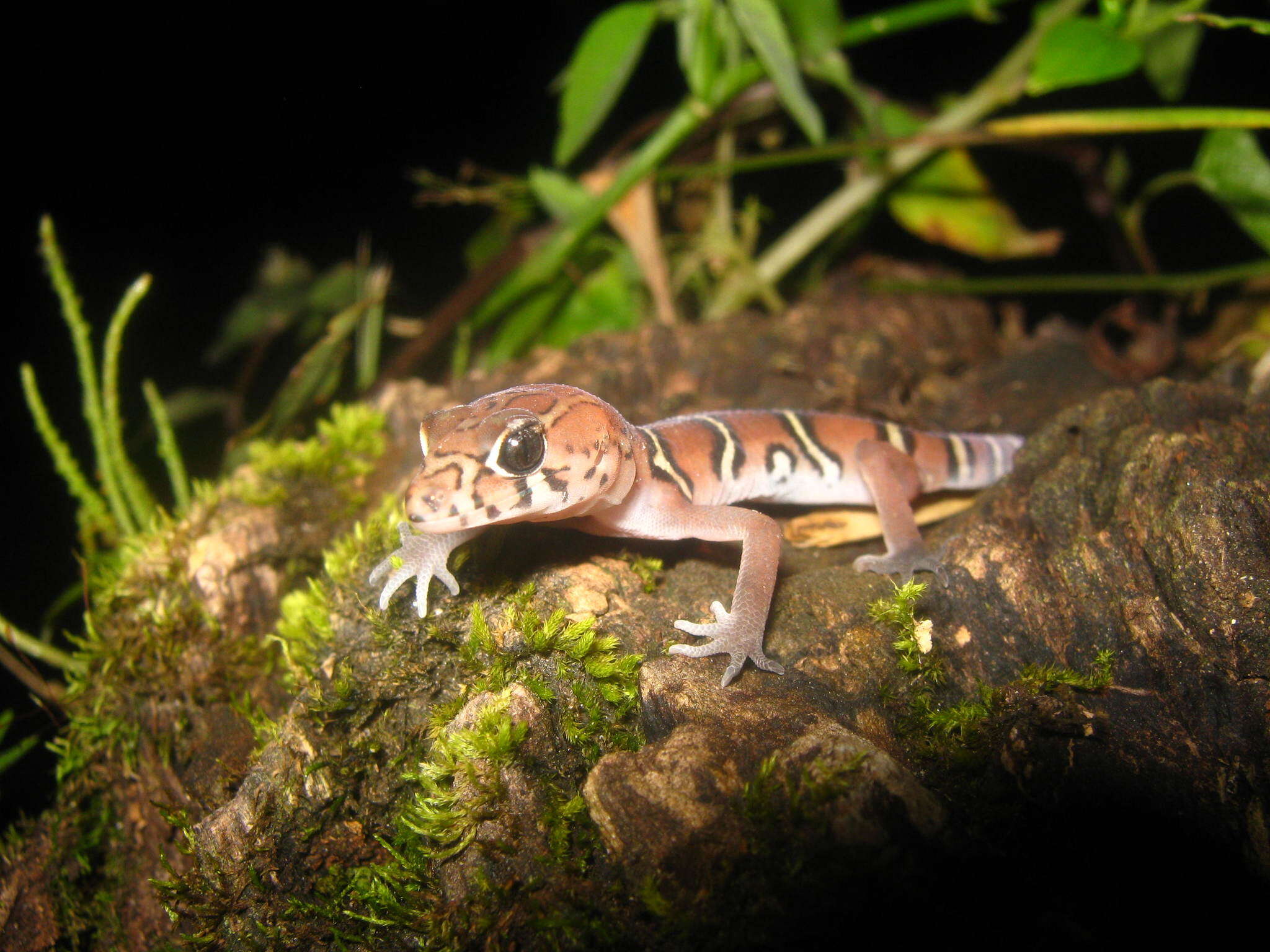 Image of Yucatan Banded Gecko