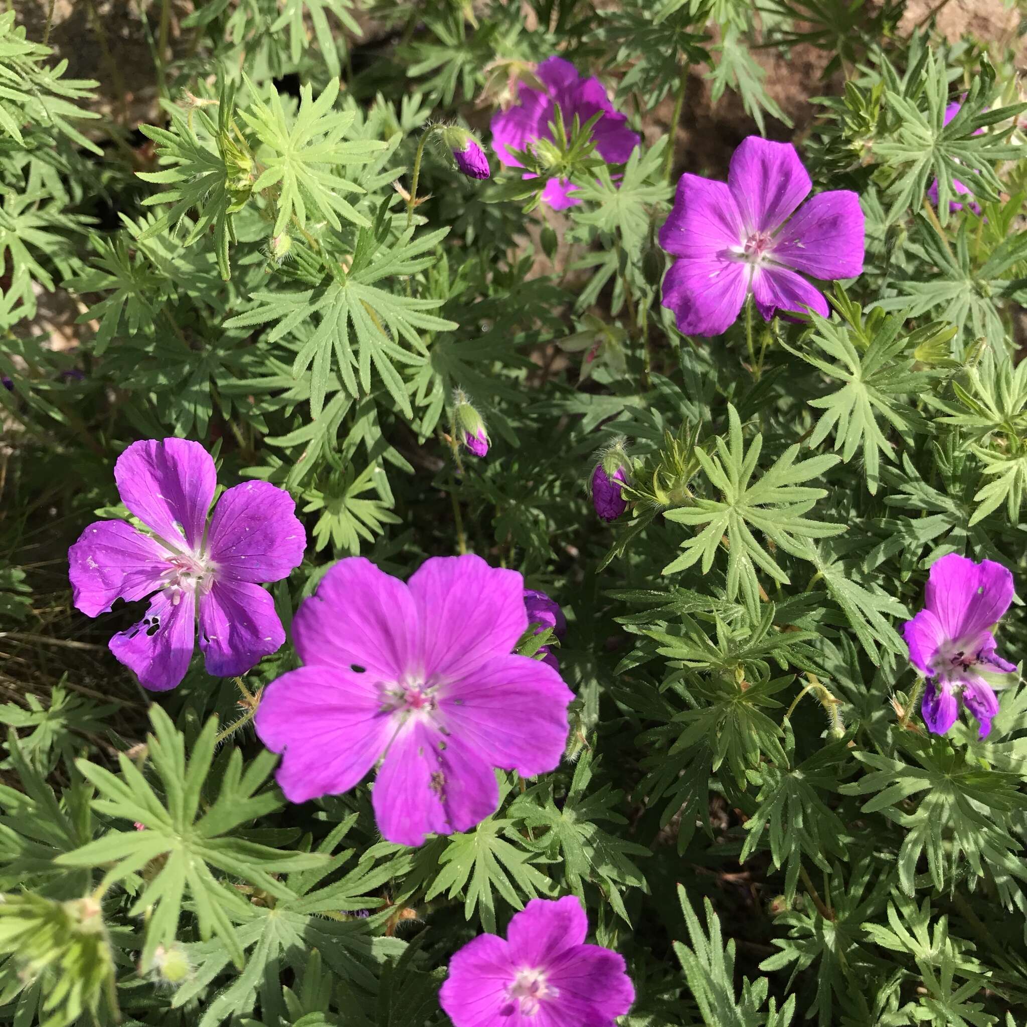 Image of bloody geranium