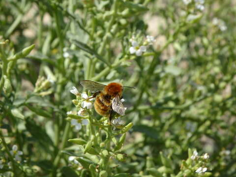 Image of Common carder bumblebee