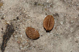 Plancia ëd Menodora integrifolia (Cham. & Schltdl.) Steud.